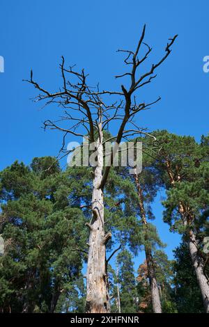 A withered pine tree in the forest against a blue sky on a sunny day Stock Photo