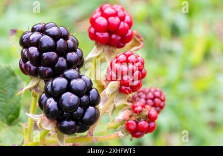 Black and red ripening blackberries still growing on the vine. Stock Photo
