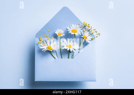 Spring chamomile flowers in blue envelope on pastel blue background, copy space. Minimal spring flatlay. Thank you, Happy Birthday, Mother's day, Fath Stock Photo