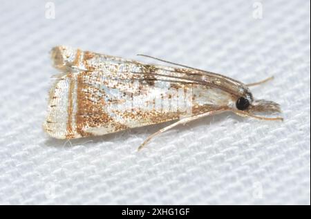 Elegant Grass-veneer (Microcrambus elegans) Stock Photo