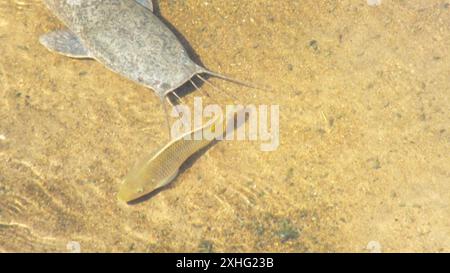 Redbreast Tilapia (Coptodon rendalli Stock Photo - Alamy