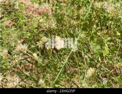 Arizona Powdered-Skipper (Systasea zampa) Stock Photo