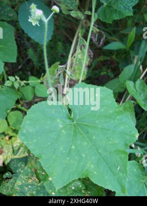 Oneseed Bur Cucumber (Sicyos angulatus) Stock Photo