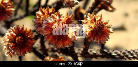 Cone Stompie (Brunia noduliflora) Stock Photo