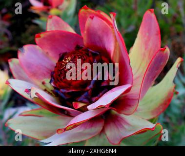 Spicy Conebush (Leucadendron tinctum) Stock Photo