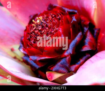 Spicy Conebush (Leucadendron tinctum) Stock Photo
