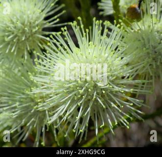 Cone Stompie (Brunia noduliflora) Stock Photo