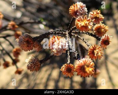 Cone Stompie (Brunia noduliflora) Stock Photo