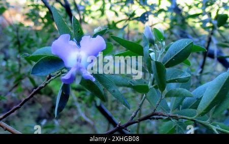 Water blossom pea (Podalyria calyptrata) Stock Photo