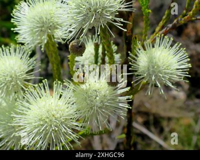 Cone Stompie (Brunia noduliflora) Stock Photo