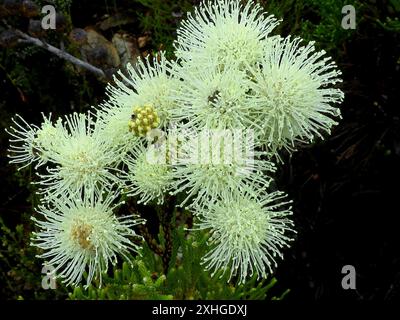 Cone Stompie (Brunia noduliflora) Stock Photo