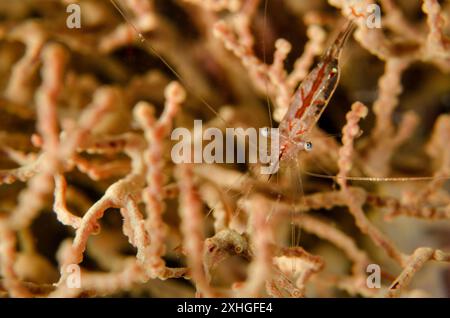 Translucent Gorgonian Shrimp, Manipontonia psamathe,  Palaemonidae, Anilao, Batangas, Philippines, Philippine Sea, Indo-pacific Ocean, Asia Stock Photo