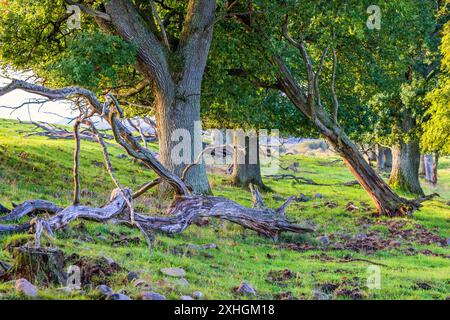 Oak grove in a rural summer landscape Stock Photo