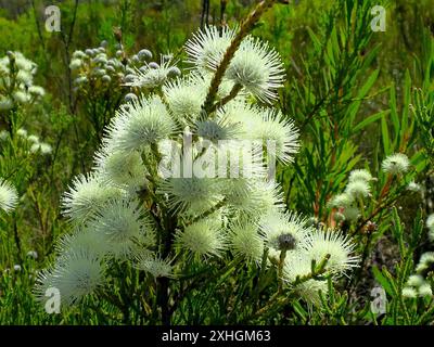 Cone Stompie (Brunia noduliflora) Stock Photo