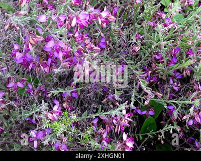 Rough Falsepea (Polygala affinis Stock Photo - Alamy