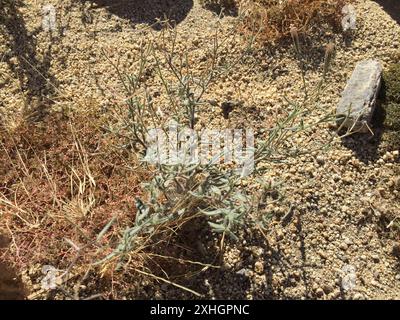 Spanish needle (Palafoxia arida) Stock Photo