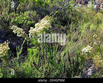 Cone Stompie (Brunia noduliflora) Stock Photo