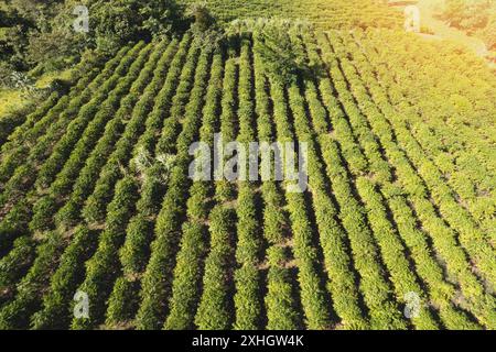 Corn green agricultural field raw aerial drone view Stock Photo