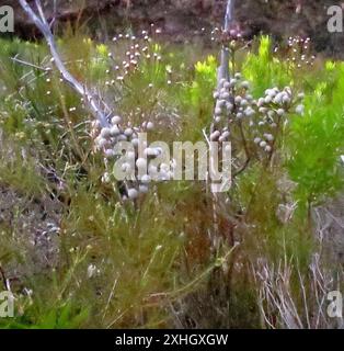 Cone Stompie (Brunia noduliflora) Stock Photo