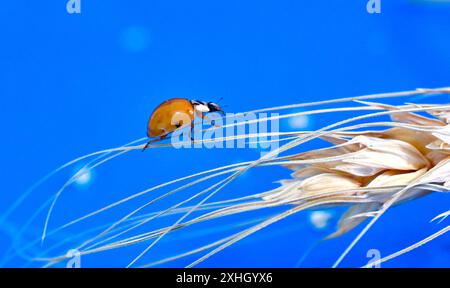 orange ladybug on cereal ears on blue background. Stock Photo