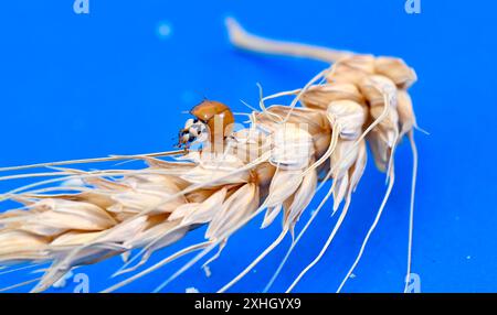 orange ladybug on cereal ears on blue background. Stock Photo