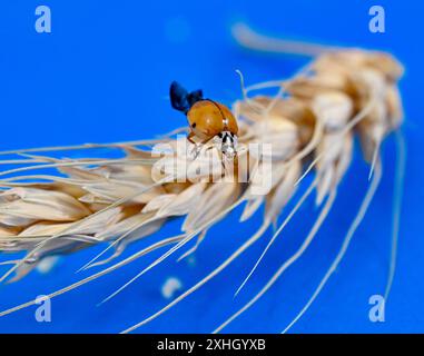 orange ladybug on cereal ears on blue background. Stock Photo