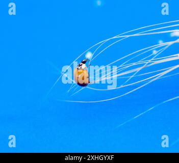 orange ladybug on cereal ears on blue background. Stock Photo