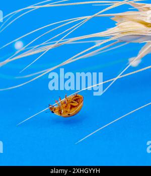 orange ladybug on cereal ears on blue background. Stock Photo