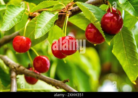 A closeup view of ripe red cherries growing on a branch in a lush orchard with vibrant green leaves under the sunlight Stock Photo