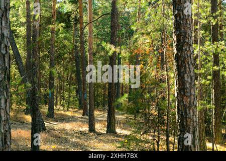 Pine trees with green needles in a dense autumn forest Stock Photo