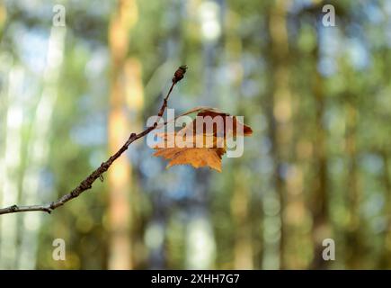 Rolled withered maple leaf on a branch close-up Stock Photo