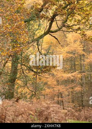 Colourful autumn woodland on the border of England and Wales near Knighton, Powys, UK Stock Photo