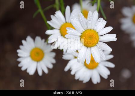 Rain covered close-up macro grouping of daisies. Stock Photo