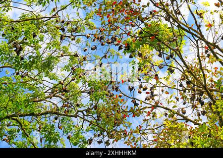 A flock of flying foxes on the crown of trees. Exotic background. Sri Lanka. Stock Photo