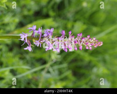 Gymnadenia conopsea, commonly known as the fragrant orchid or chalk fragrant orchid. Stock Photo