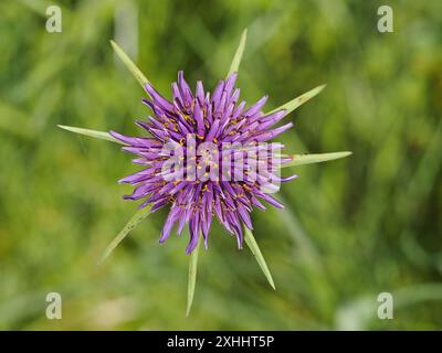 Tragopogon porrifolius, common name include purple or common salsify, oyster plant, vegetable oyster, Jerusalem star, Jack go to bed, or just salsify. Stock Photo