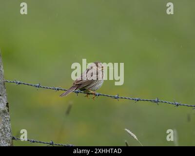 A corn bunting, Emberiza calandra, perched on a fence with nesting material. Stock Photo