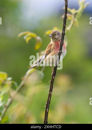 A male common linnet, Linaria cannabina, perched on top of a bush. Stock Photo