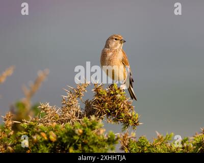 A male common linnet, Linaria cannabina, perched on top of a bush. Stock Photo