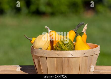 Ornamental, decorative gourds in wooden basket after harvest. Vegetable garden, gardening and fall season decoration concept. Stock Photo