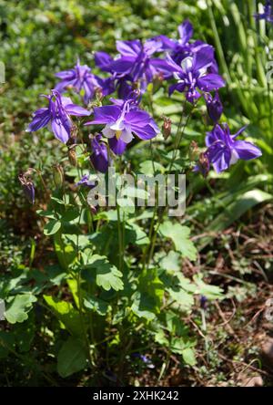 Colorado Columbine, Rocky Mountain Columbine, or Blue Columbine, Aquilegia coerulea, Ranunculaceae. USA, North America. Native to the Rocky Mountains. Stock Photo