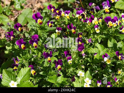 Wild Pansy or Heartsease, Viola tricolor, Violaceae. UK. Viola tricolor is a common European wild flower. Stock Photo