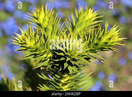 A Young Chilean Pine, Araucaria araucana, Araucariaceae. Chile and Argentina. Aka the Monkey Puzzle Tree, Monkey Tail Tree, Piñonero or Pewen. Stock Photo