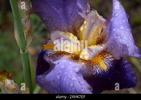 Raindrops are on a number of petals on a purple iris flower. Stock Photo