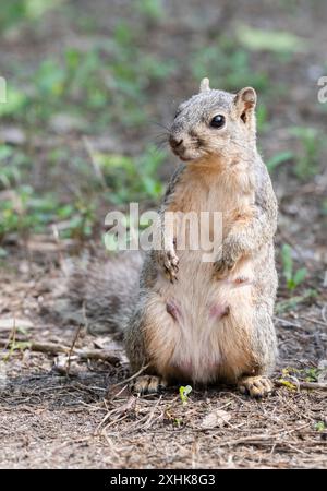 Eastern Fox Squirrel (Sciurus niger), Galveston, Texas Stock Photo