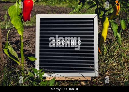 ORGANIC message on background of fresh eco-friendly bio grown bell pepper in garden. Countryside food production concept. Locally produce harvesting. Sustainability and responsibility  Stock Photo