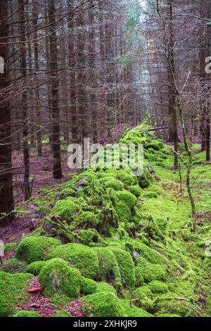 Stone wall covered with green moss in the forest Stock Photo