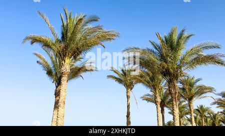 palm tree on blue sky background Stock Photo