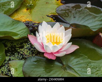 Pink and white water lily, Nymphaea 'Marliacea Rosea' among dark, floating foliage Stock Photo