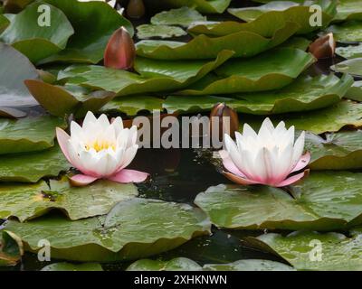 Pink and white water lily, Nymphaea 'Marliacea Rosea' among dark, floating foliage Stock Photo